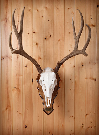 mule deer skull mount