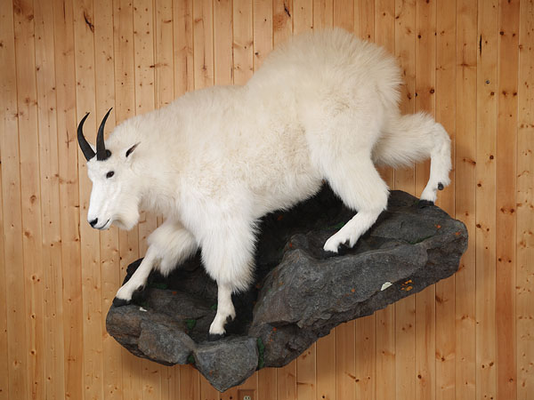 life size mountain goat taxidermy